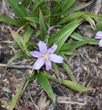 Image result for Xerophyta humilis