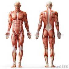 Human muscle system, the muscles of the human body that work the skeletal system, that are under voluntary control, and that are concerned with movement, posture, and balance. The Muscular System Atp Calcium Ions En Filament Health Human Anatomy Junction Muscle Muscular System Neuromuscular Glogster Edu Interactive Multimedia Posters