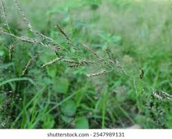 Image result for Eriochloa procera