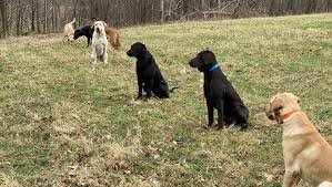 This allows you to attach the leash to your dog's collar and keep him secure in a designated location. How To Use A Tie Out For Dog Training Otter Tail Kennels