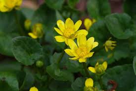 Pin Auf Kostbare Natur