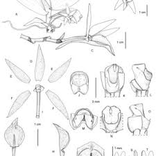 Image result for Polystachya delepierrei