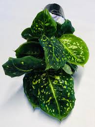 Dieffenbachia Reflector Hrustal