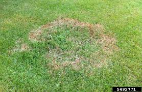 Bioadvanced Fungus Control For Lawns Temperature Large Patch Disease Control In Warm Season Lawns Home Garden Information Center