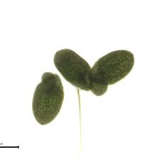 Image result for Wolffiella welwitschii