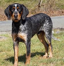Tango is no longer for sale, he is going to be added to our breeding program. Adopt Hercules On Petfinder Unique Dog Breeds Purebred Dogs Dog Breeds