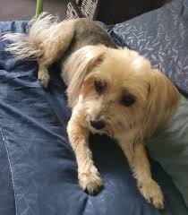 Lost Yorkie in Krugersdorp, Reyger street area