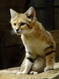 Cougars, like all cats, are a specialized type of carnivore called a hypercarnivore. Sand Cat Sand Cat Cats Gorgeous Cats