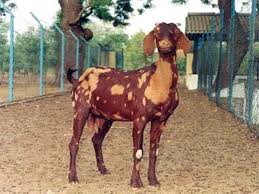 Sirohi Goat Information