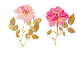Slowly pour sand around, under and over each part of the flower — the flowers must be completely covered. Diy Rose Press Ideas Can You Press Roses To Preserve Them