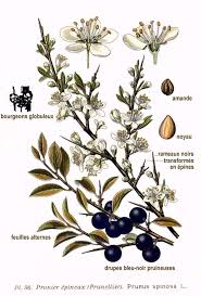 Hawthorn Botanical Illustration Hawthorn Flower Drawing Botanical Illustration Botanical Drawings Flower Drawing