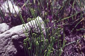 Image result for Schizaea pectinata
