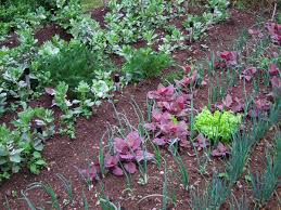 Arroche Semis Culture Recolte Semis Recolte Permaculture