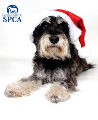 Abstract black and white marble patterned (natural patterns) texture background. Blitzen Is A 2 Year Old Male Black And White Miniature Schnauzer Blend Central California Spca Fresno Ca