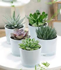 Übertöpfe für den garten bei oogarden günstig online kaufen. 5er Sukkulenten Mix Inkl Glas Ubertopfen Top Qualitat Kaufen Baldur Garten