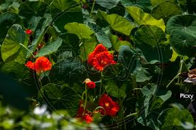 Image result for Tropaeolaceae