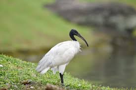 Bird With Large Beak The Black Headed Ibis Has A Long Crooked Black Beak Without Fea By Sky Photo 303410449 500px
