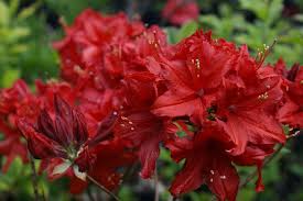 Rhododendron Exbury King Red Seedling Rhododendron Azaleas Seedlings