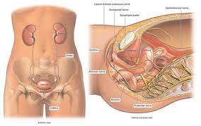 Maybe you would like to learn more about one of these? Search Female Pelvic Anatomy