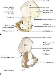 An abdominal aortic aneurysm is a swelling of the largest blood vessel in the body (the aorta) inside the abdomen. 4 The Abdomen Pelvis And Perineum Pocket Dentistry