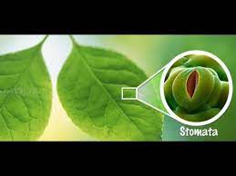 We did not find results for: Study Of Stomatal Distribution On Leaves Meity Olabs Youtube