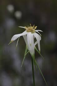 Image result for Rhynchospora rugosa