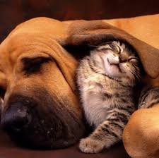 Awww Love Cat Dog Catdog Love Cute Cats And Dogs Dog Cat Dogs