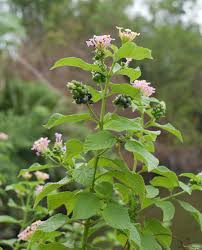 Pin On Top 100 Medicinal Plants You Can Use To Benefit Your Health