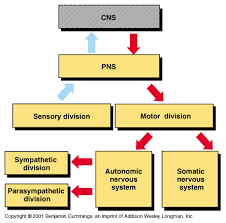 brain and nervous system for teens the divisions of