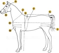 size chart chimacum tack