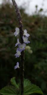 Image result for Stachytarpheta cayennensis