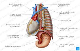 How do you know if you if you have swollen lymph nodes? Lymph Nodes Of The Thorax And Abdomen Anatomy Kenhub