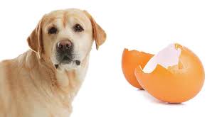 Can Dogs Eat Egg Shells Is Egg Shell Good For Dogs