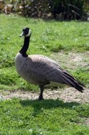 It protects the turf 24 hours a day: How To Keep Geese Away From Your Commercial Business Goose Commercial Bird Control