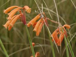 Image result for Cyrtanthus galpinii