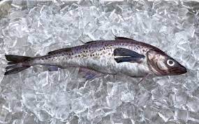 With many benefits from these oily fish, fish pollock can be fish pollock. Pollock Description Of The Fish Health Benefits And Harms