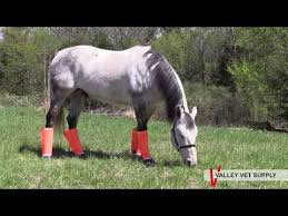 Shoofly Horse Leggins Stone Manufacturing Company Fly