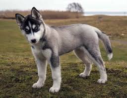The siberian husky mix can have multiple purebred or mixed breed lineage. Handsome Big Husky Petsidi