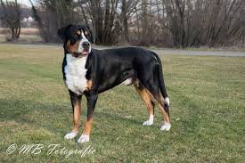 Sennenhundar är fyra hundraser från schweiz. Sennenhund Zuchtstatte Grosse Schweizer From Blackorange View