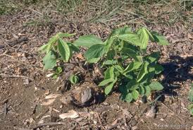 Image result for Flemingia