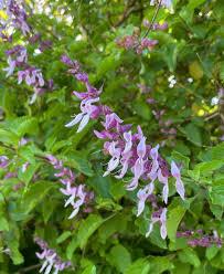 Image result for Ocimum labiatum