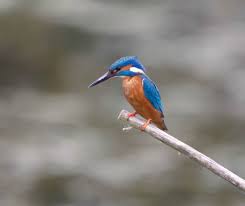 Mike Culley LBIPP, LRPS, LMPA Wildlife Photographer