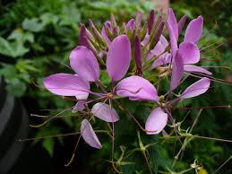 Image result for Cleome schimperi