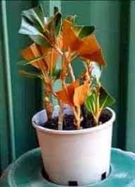 See full list on wikihow.com Pin On My Garden