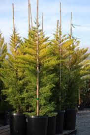 Image result for Cupressus macrocarpa