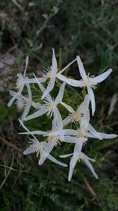 Clematis vines (clematis spp.) produce an abundance of flowers in many different colors and shapes depending on the variety. Clematis Sp Pubescens Found In Star Swamp Clematis Native Plants Plants
