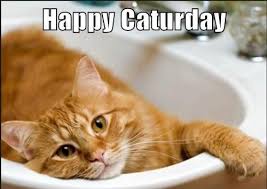 Good morning happy sajurda for more fun pictures go here. Happy Caturday With Napps Caturday Caturday Funny Good Morning Cat
