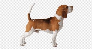 3 color montreal canadiens hoodie. Beagle Harrier Englischer Fuchshund Grand Anglo Francais Tricolore Amerikanischer Fuchshund Herabhangender Hund Amerikanischer Foxhound Basset Artesien Normand Beagle Png Pngwing