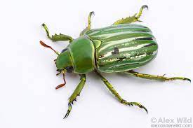 Coleoptera Beetles Alex Wild Beetle Insect Photos Bugs And Insects