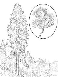 Also, find more png clipart about tree clipart,open book images clip art,free clip art templates. Pine Tree Coloring Pages For Kids Free Printable Pine Tree Coloring Pages